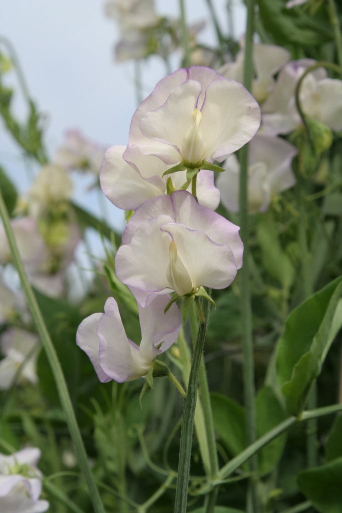 sweet pea 'High Scent'