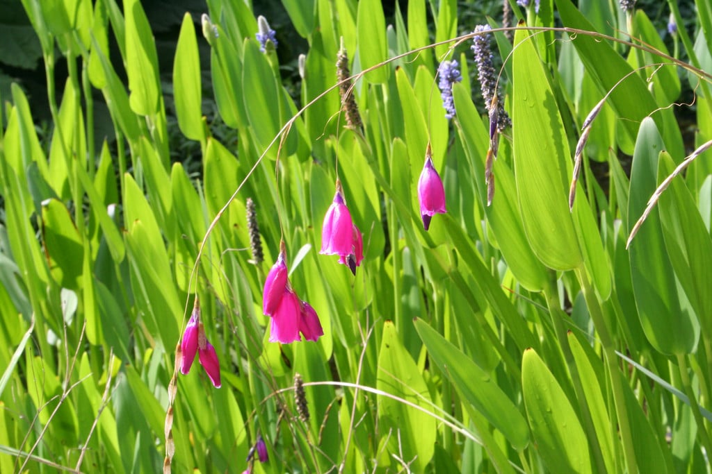 angel's fishing rod 'Blackbird'