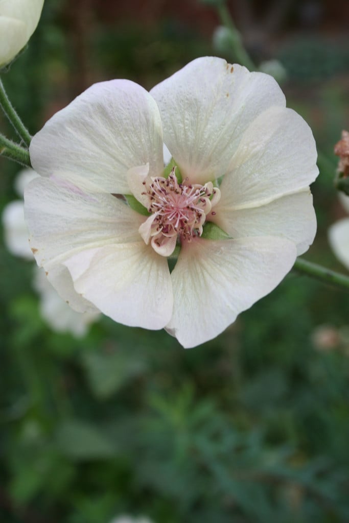 shrubby alcalthaea 'Parkallee'