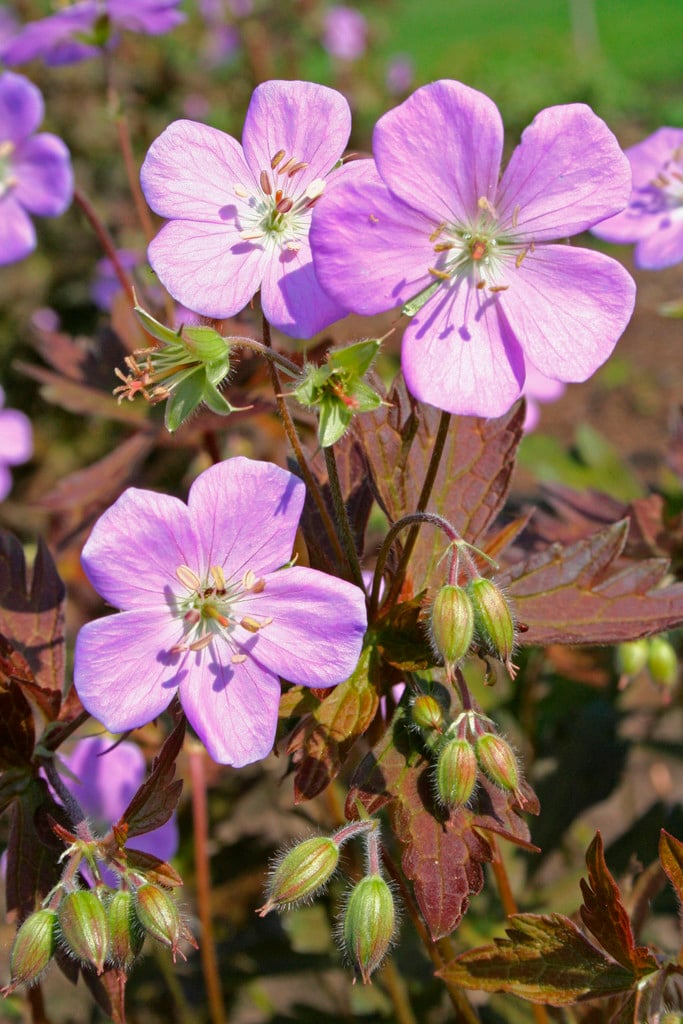 spotted cranesbill 'Elizabeth Ann'