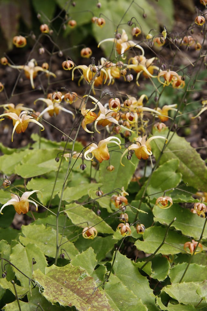barrenwort 'Amber Queen'