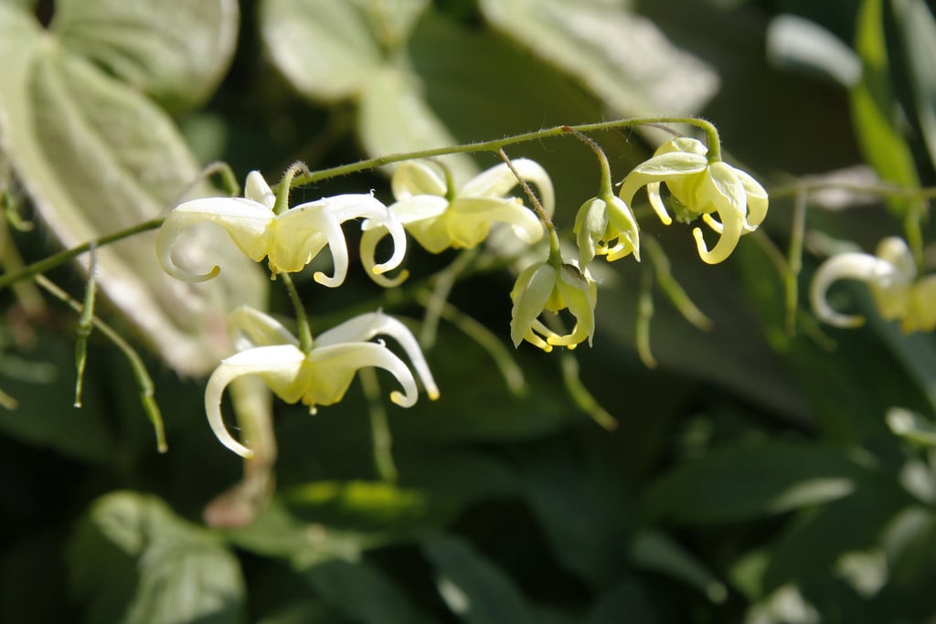 barrenwort 'Brimstone Butterfly'