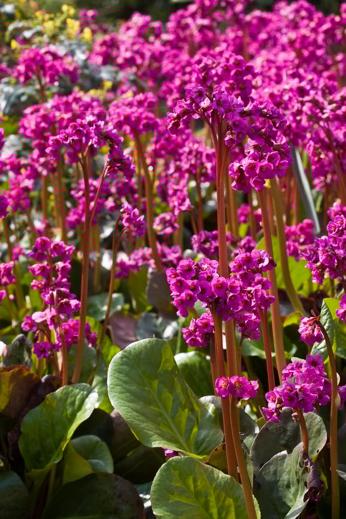elephant's ears 'Overture'