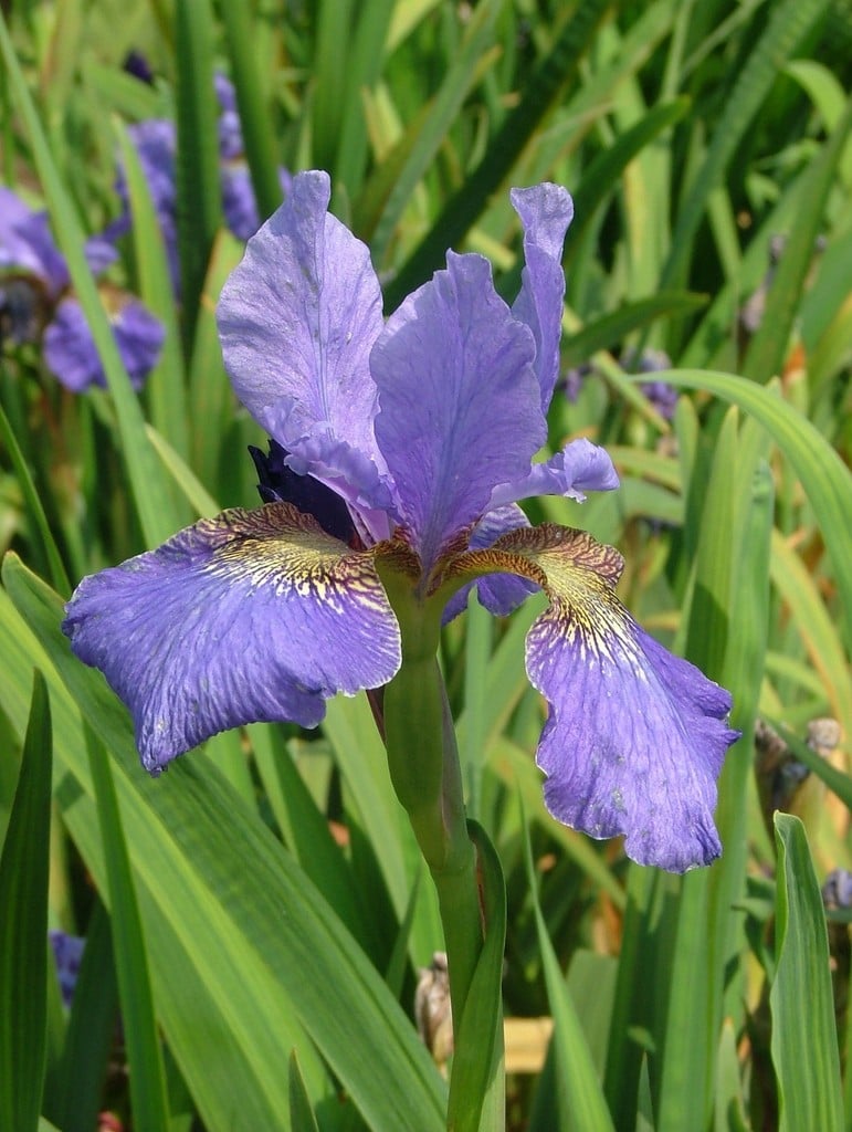 Siberian iris 'Peter Hewitt'