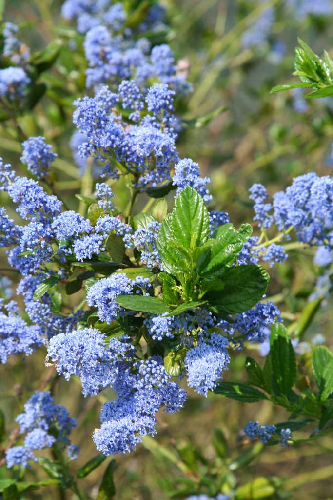Californian lilac 'Mystery Blue'