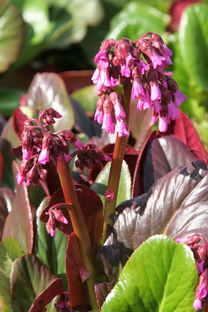 Delavay bergenia