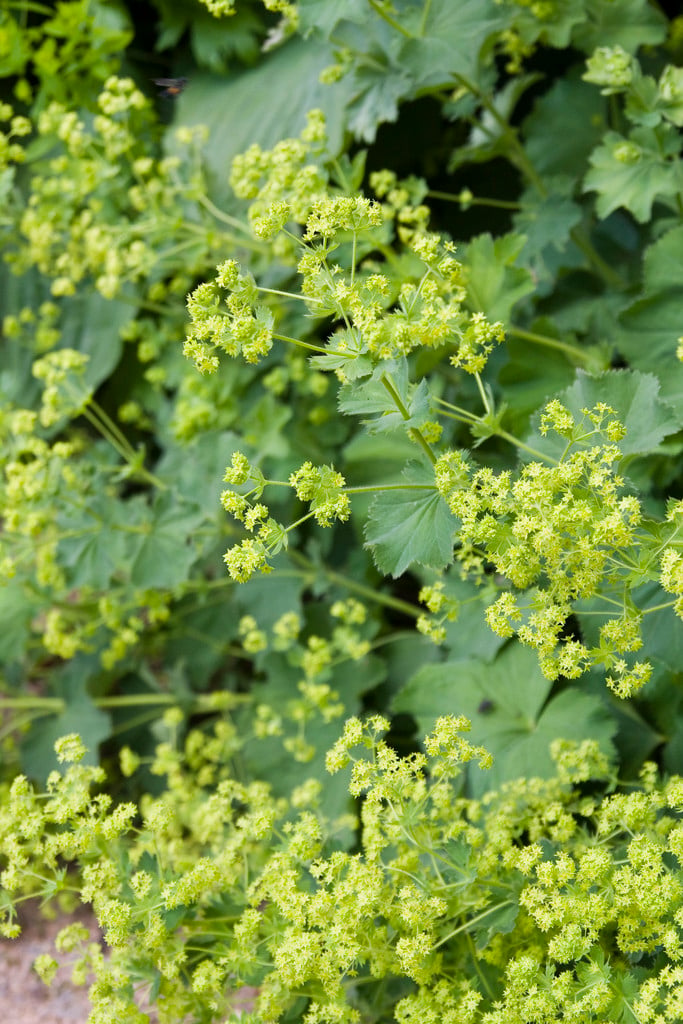 lady's mantle