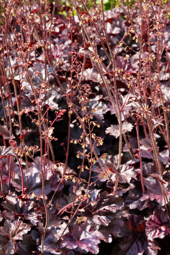 alum root 'Obsidian'