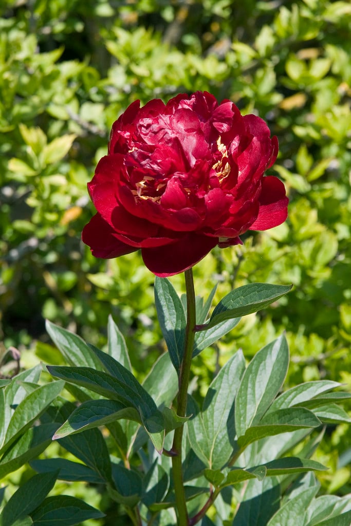 peony 'Buckeye Belle'
