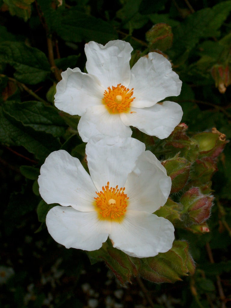 rock rose 'Snow White'
