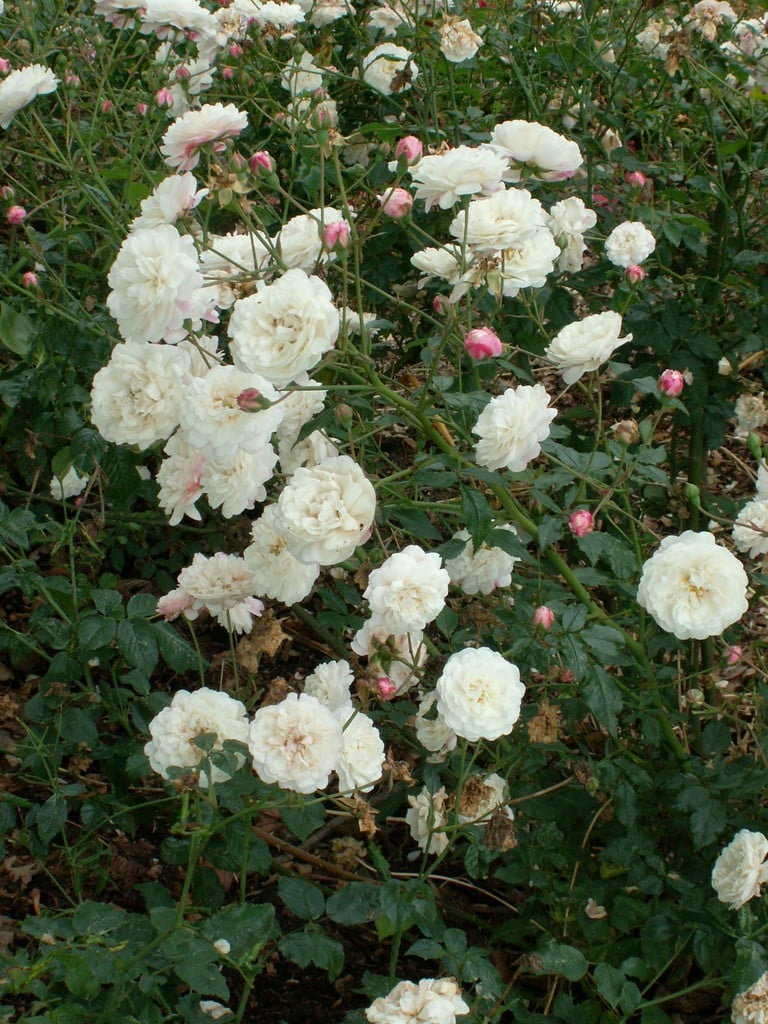 rose 'White Pet'