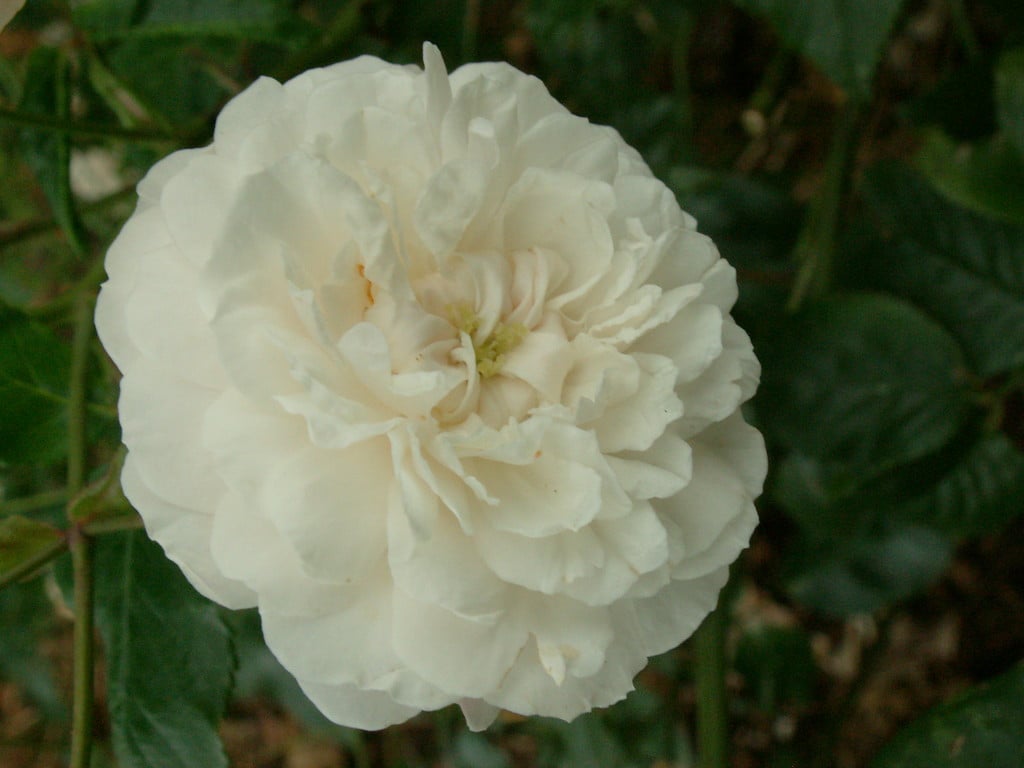 rose 'White Pet'