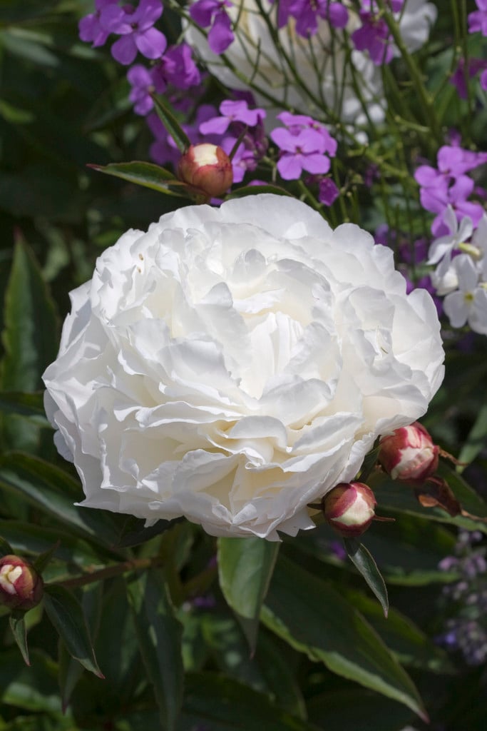 peony 'Shirley Temple'