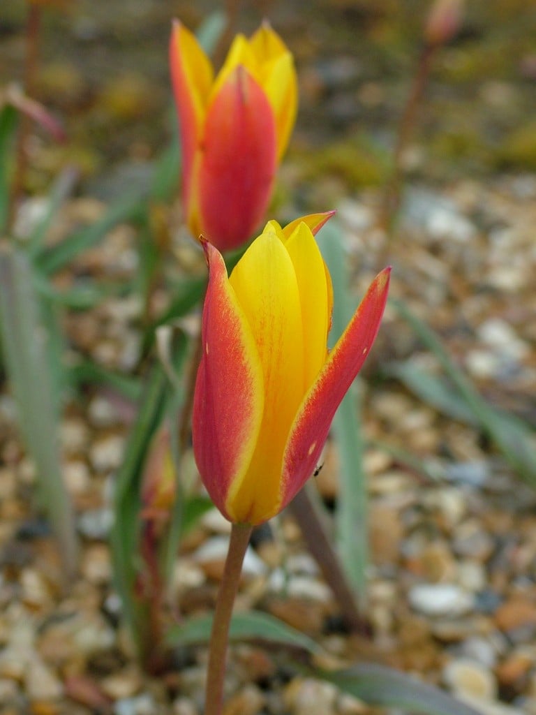 golden lady tulip