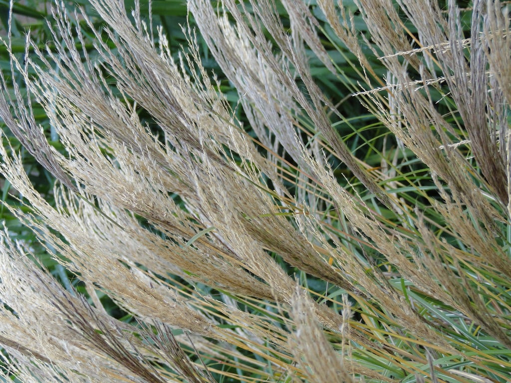 eulalia 'Adagio'