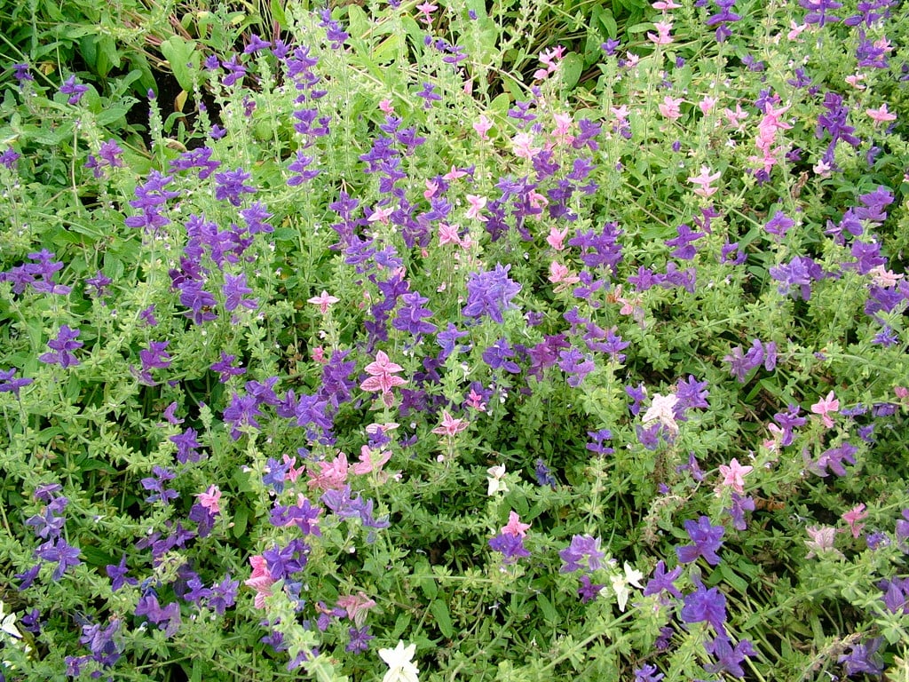 painted sage Claryssa Series