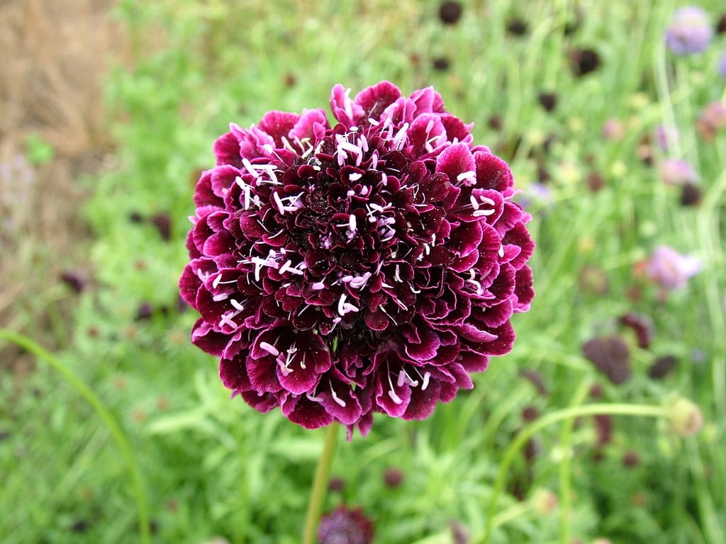sweet scabious 'Ace of Spades'