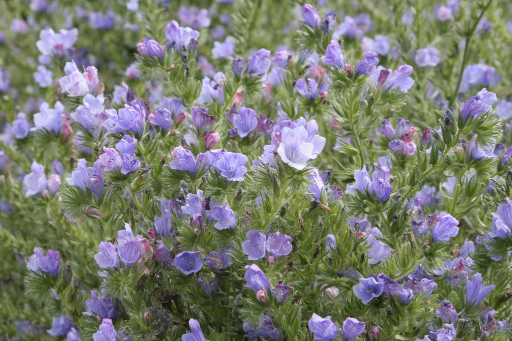 viper's bugloss 'Blue Bedder'