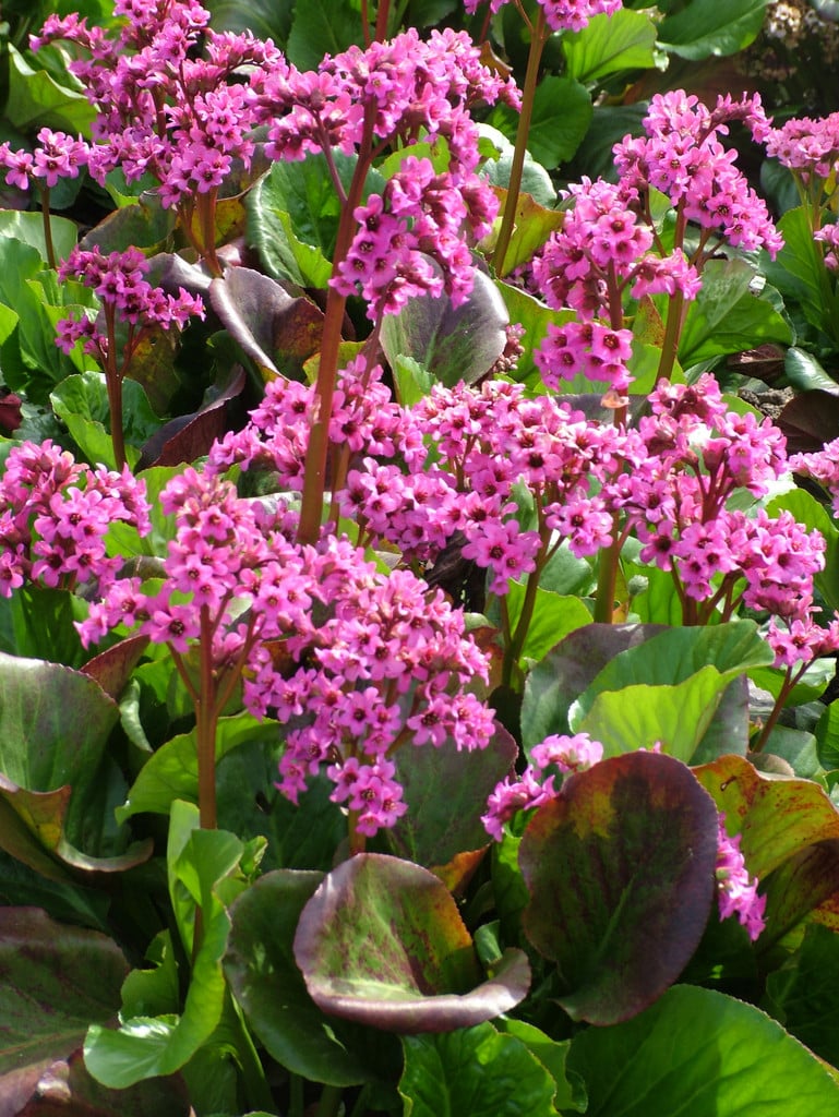 elephant's ears 'Sunningdale'