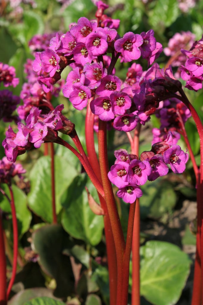 elephant's ears 'Eroica'