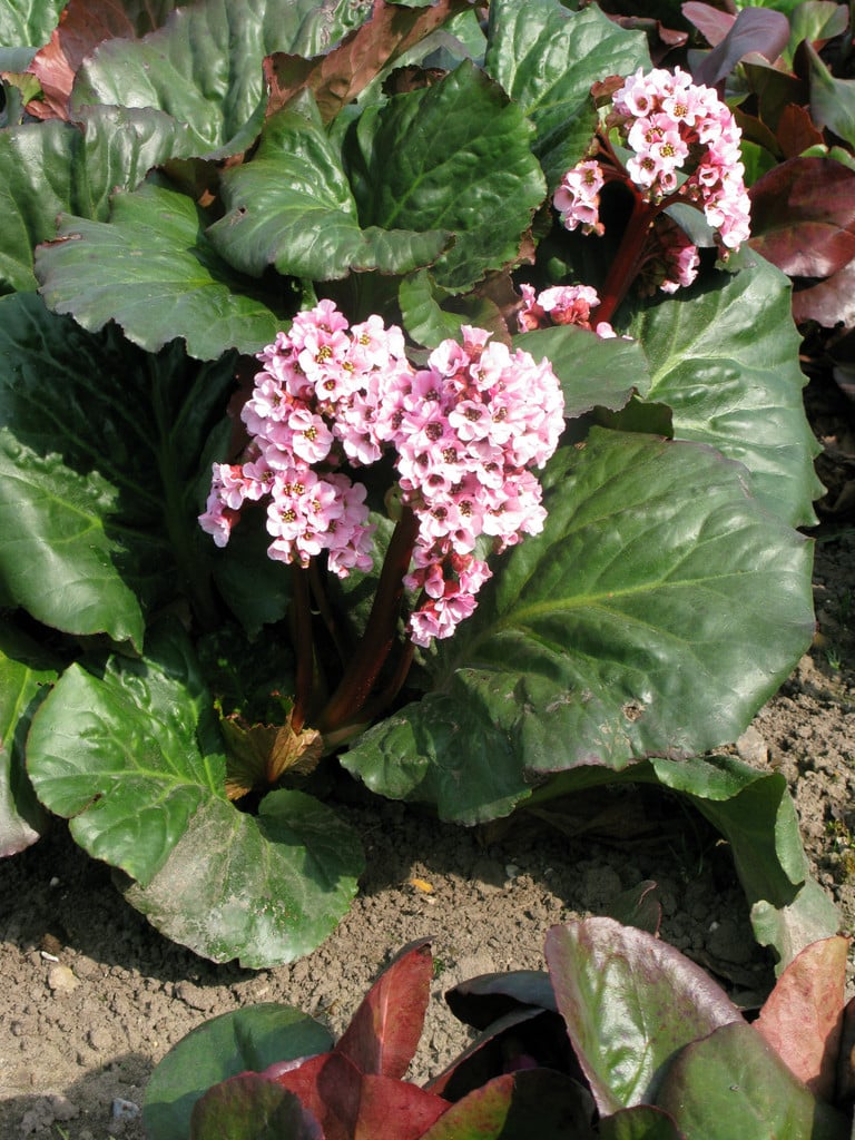 elephant's ears 'Eden's Magic Giant'