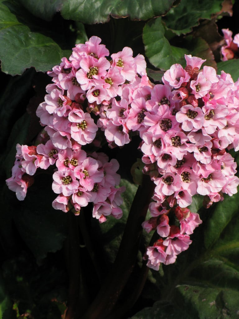 elephant's ears 'Eden's Magic Giant'