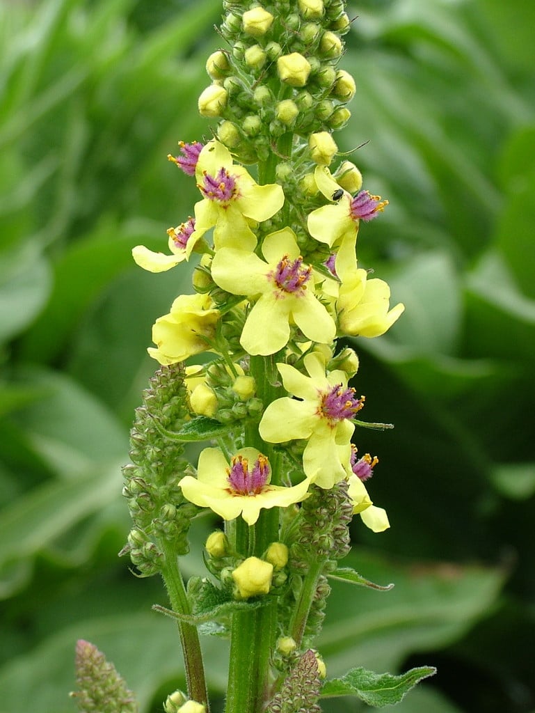 dark mullein