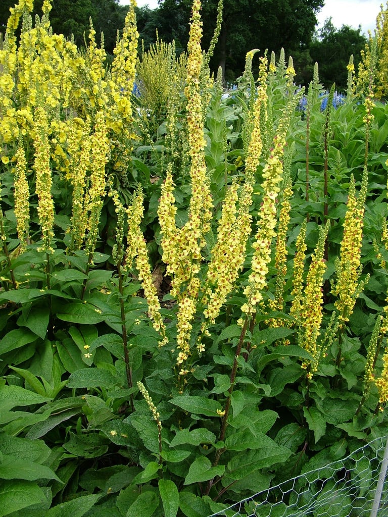 dark mullein
