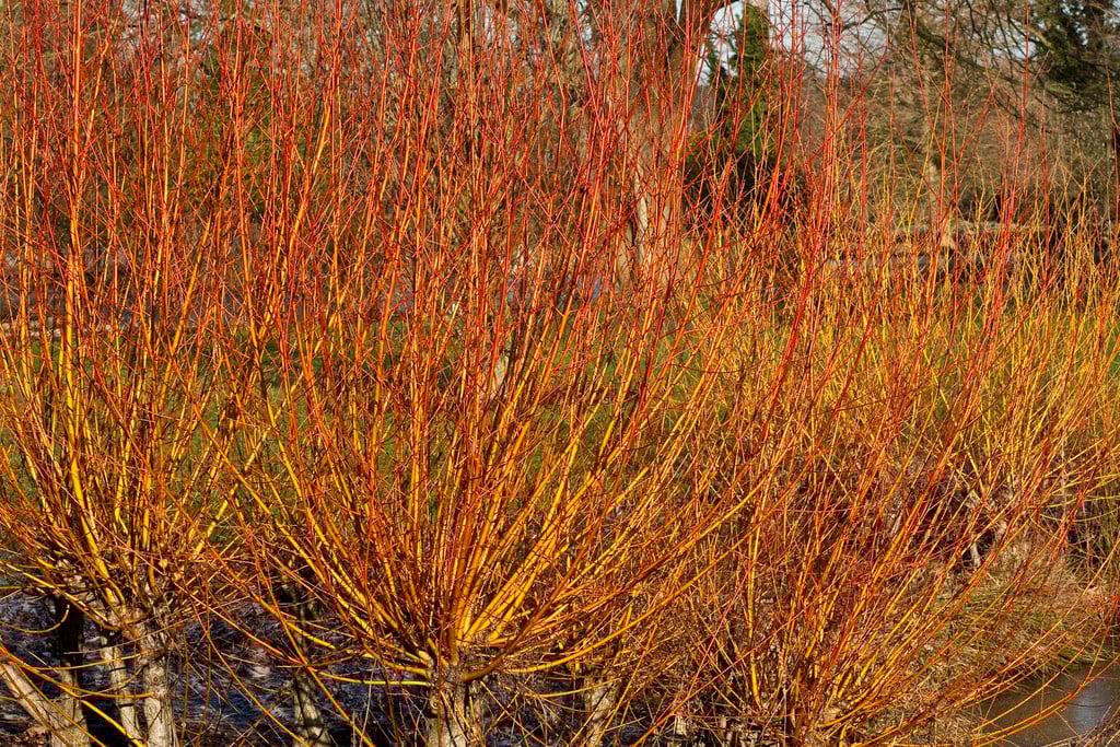 golden willow 'Yelverton'