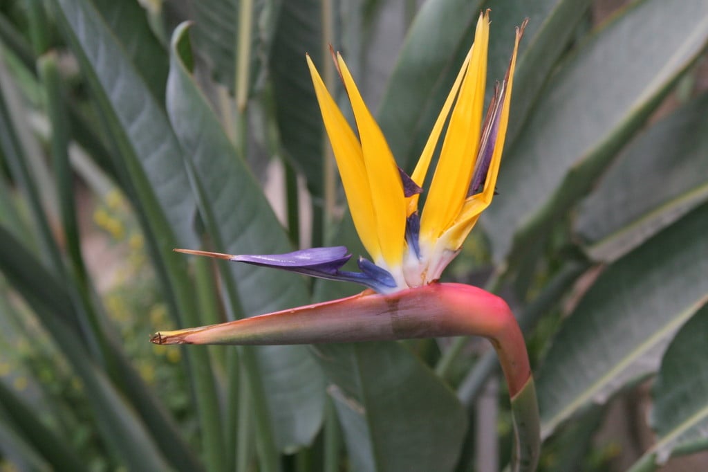 bird of paradise 'Kirstenbosch Gold'
