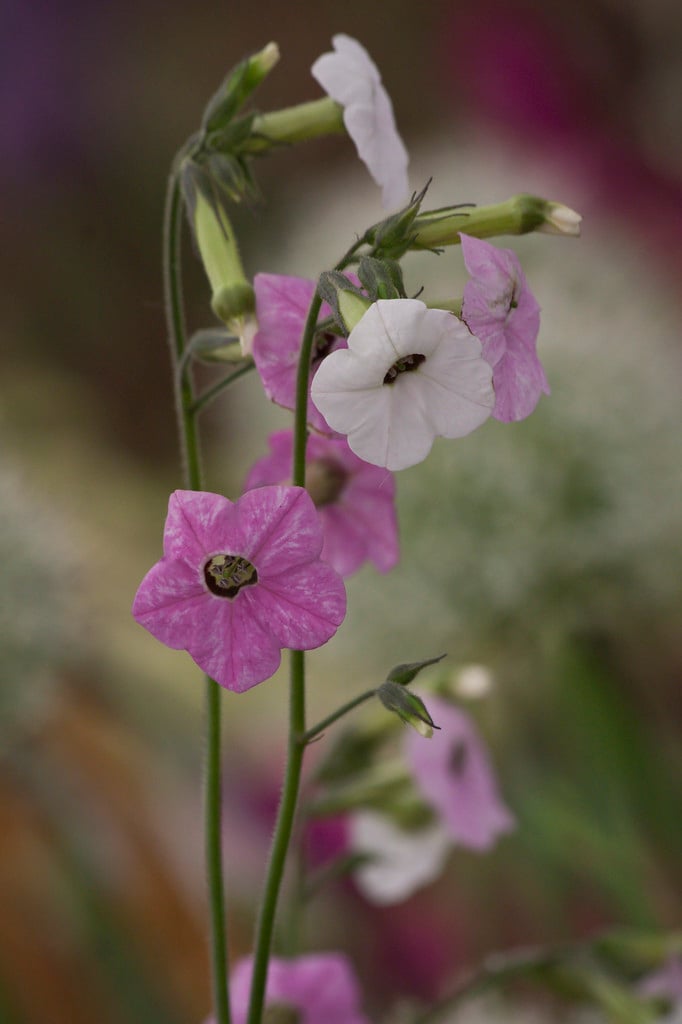 colour-changing tobacco plant