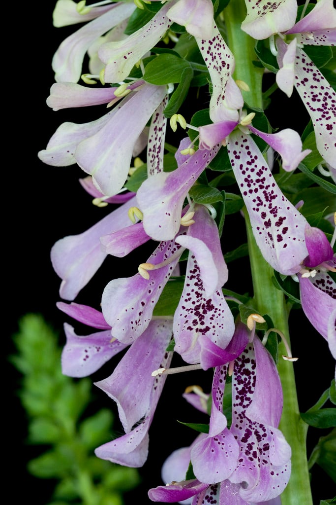 foxglove 'Serendipity'