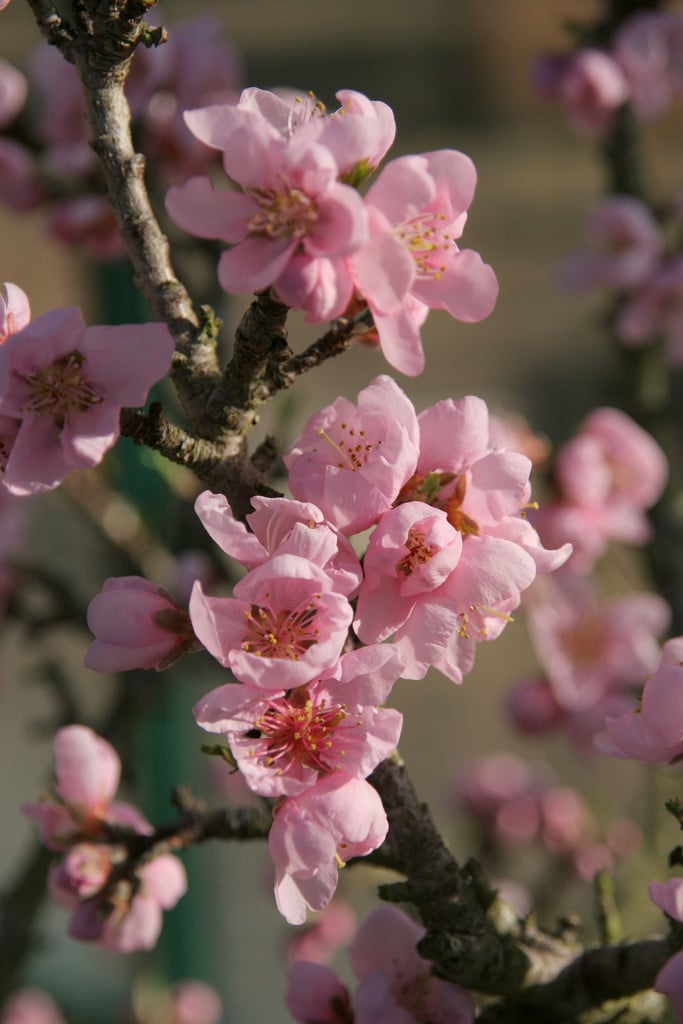 peach 'Bonanza'