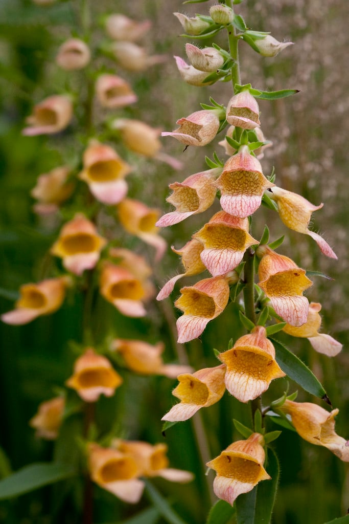 foxglove 'Spice Island'