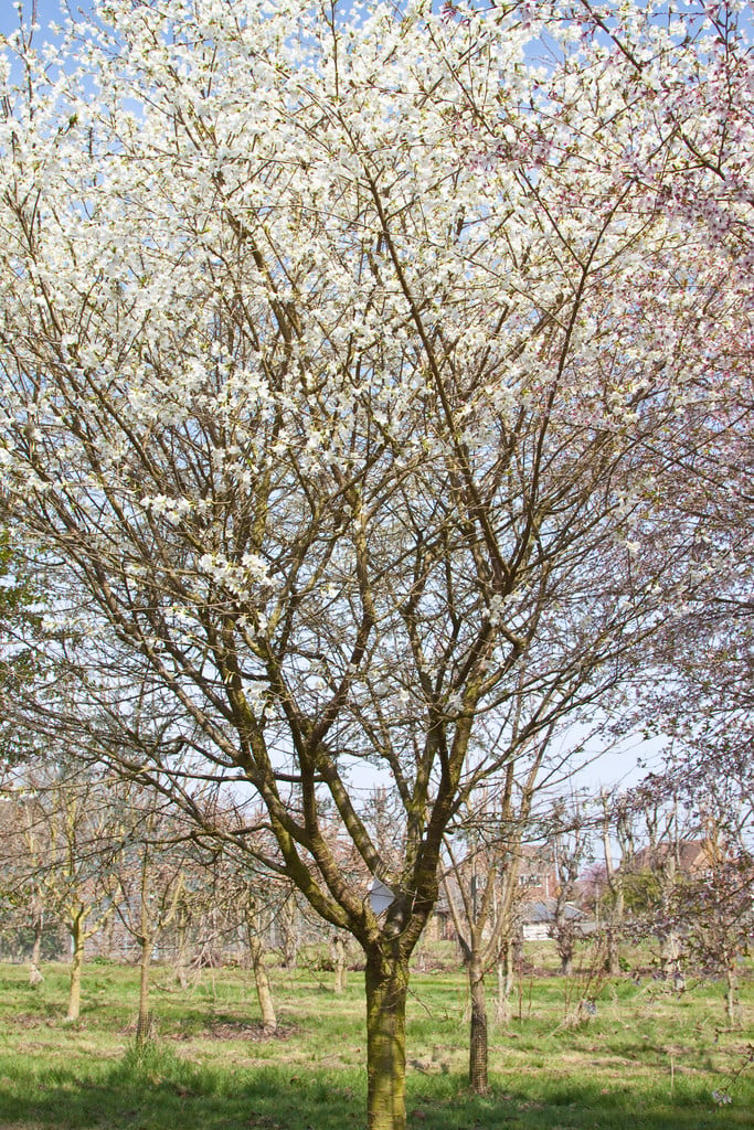 Plant image