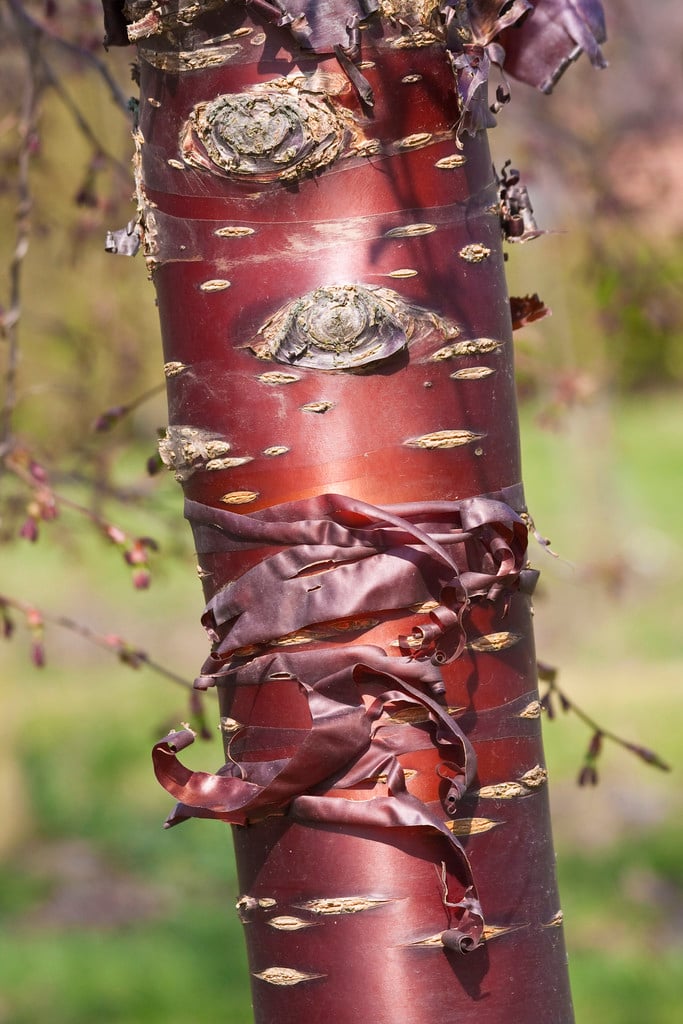 Tibetan cherry 'Branklyn'