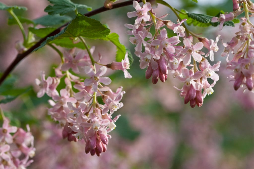 flowering currant 'Tydeman's White'