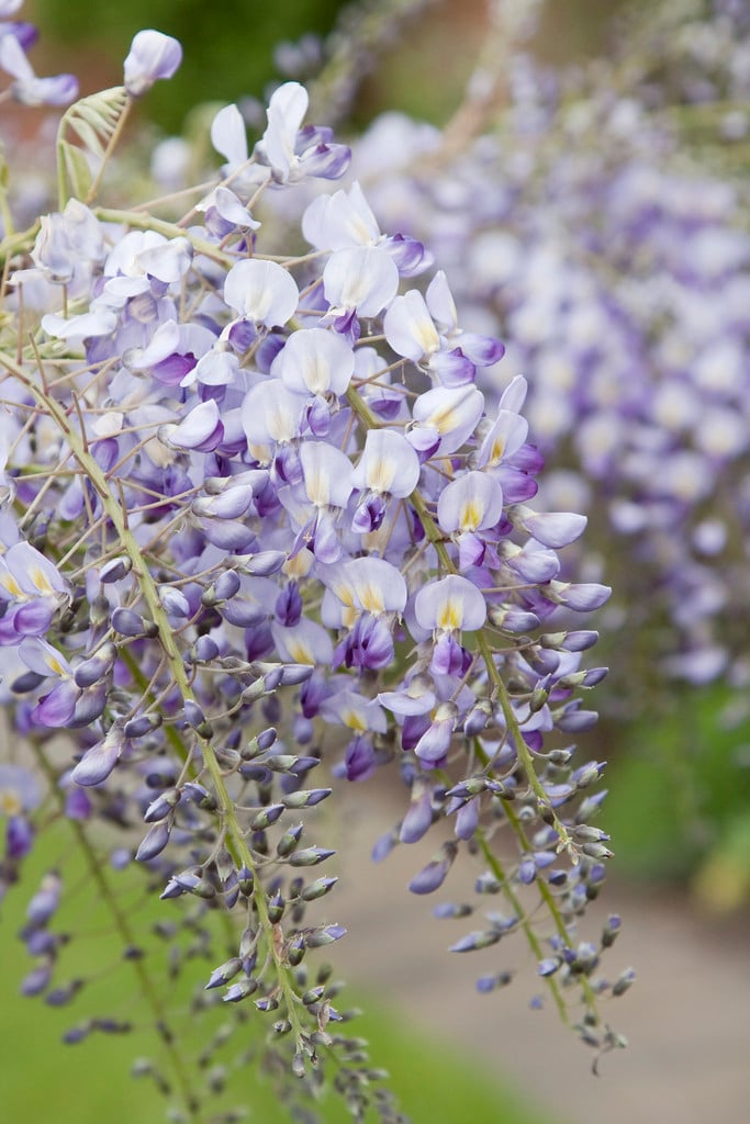 Japanese wisteria 'Domino'