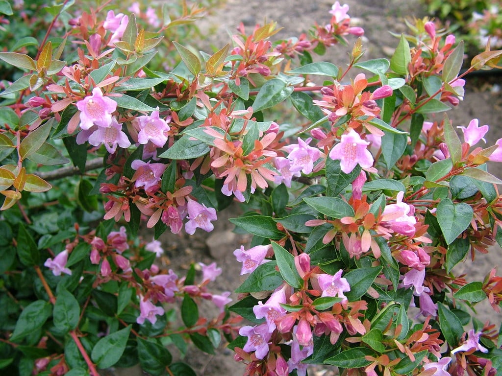 abelia 'Edward Goucher'