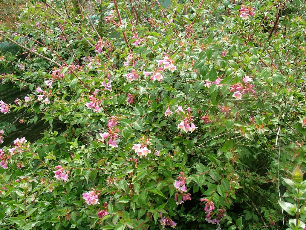Engler's abelia