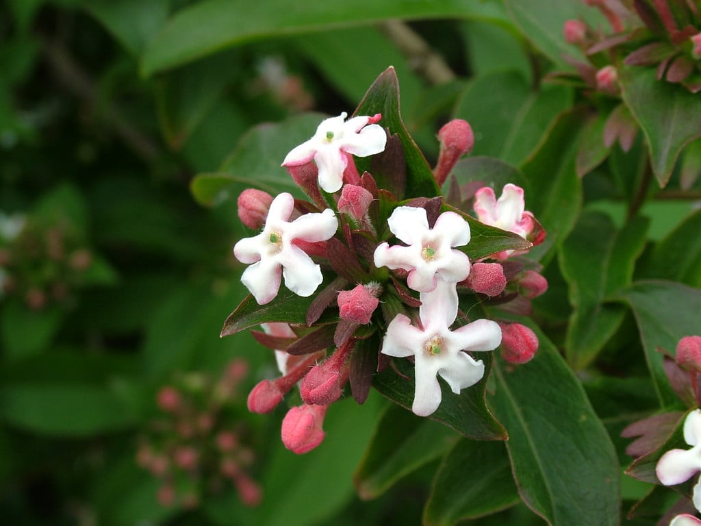 fragrant abelia