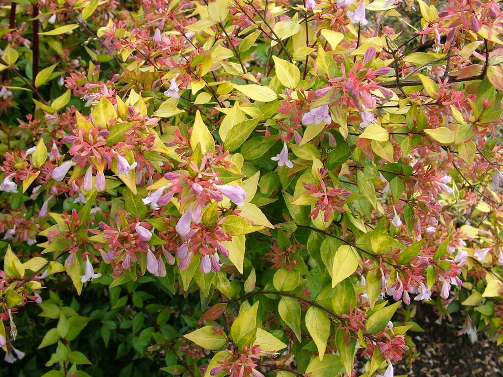 abelia 'Francis Mason'