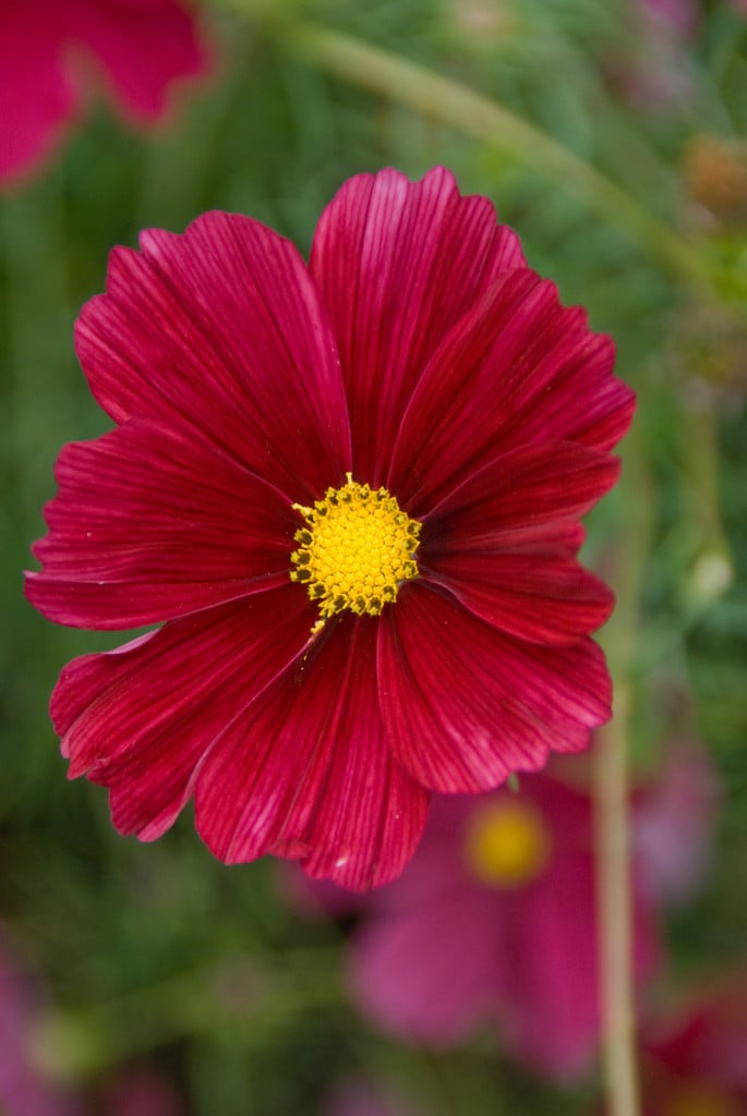cosmea 'Rubenza'