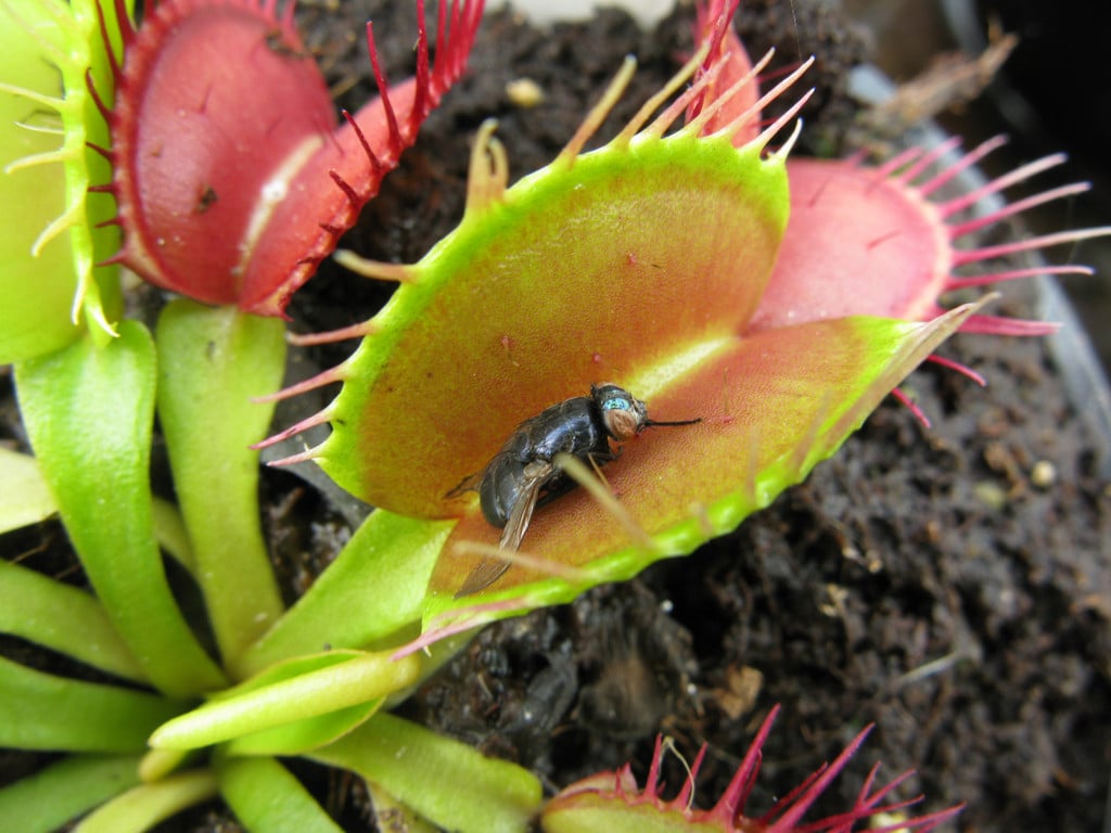Venus flytrap