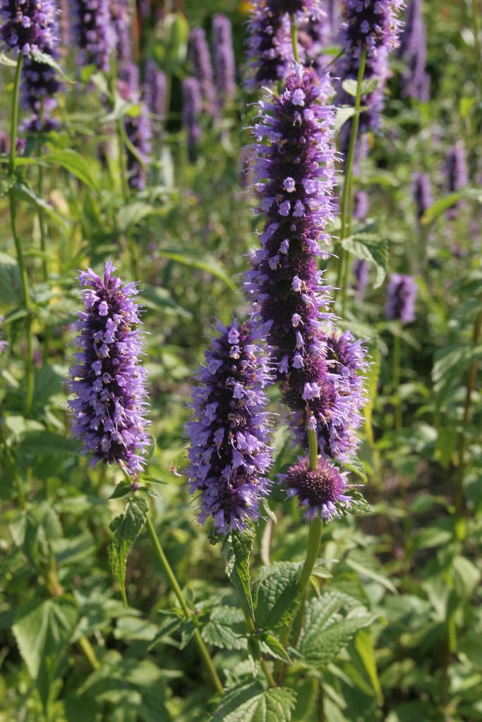 giant hyssop 'Blackadder'
