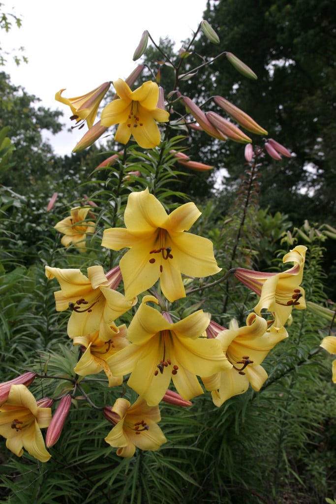 lily Golden Splendor Group