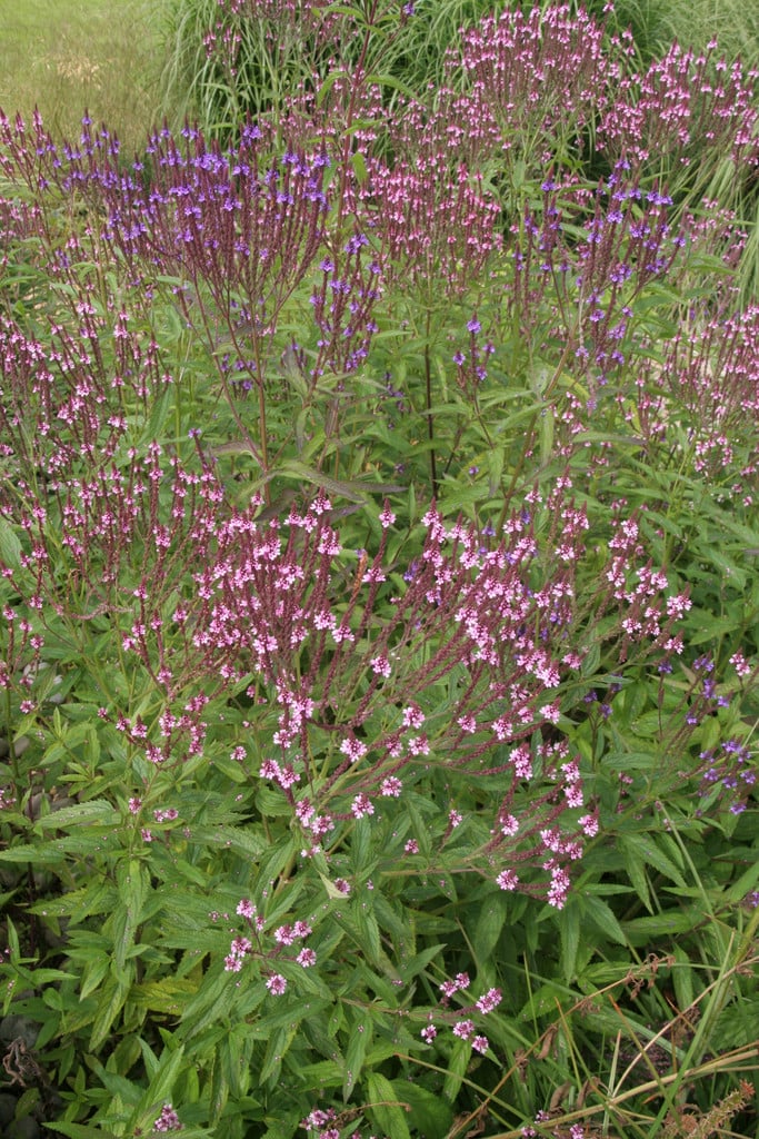 American blue vervain