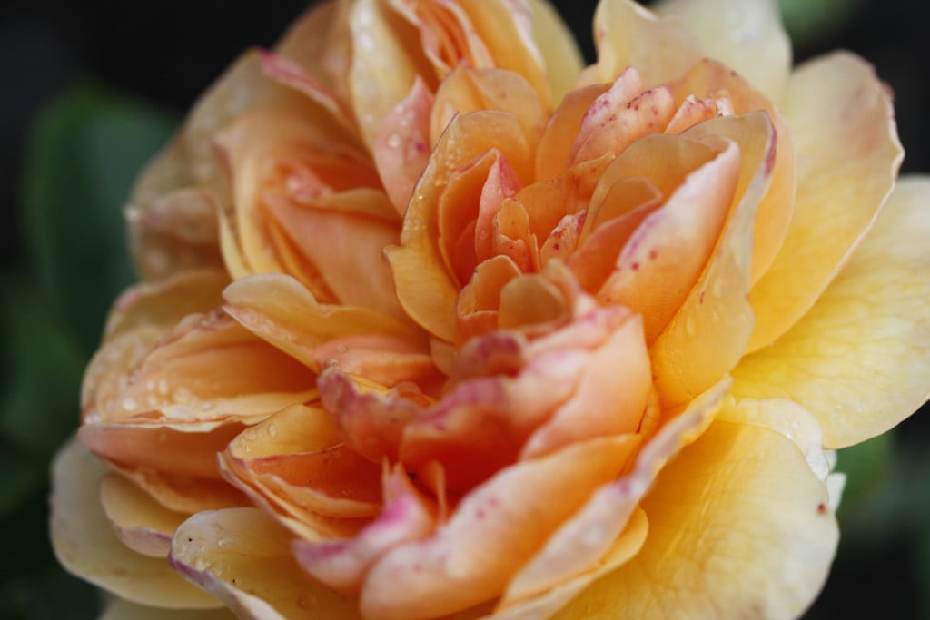 rose [Port Sunlight]