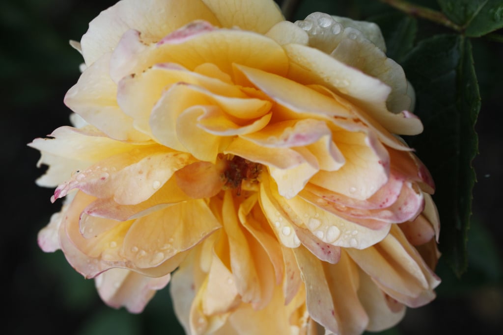 rose [Port Sunlight]