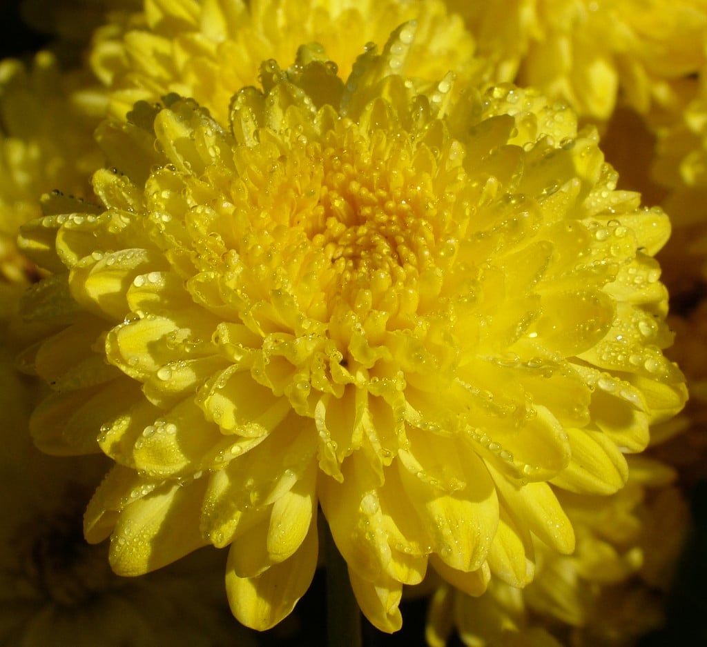 chrysanthemum 'Myss Saffron'